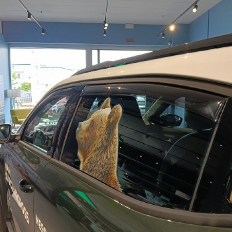 Windabweiser für vordere und hintere Fenster